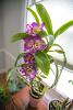 My orchids in bloom.-2018-02-akatsuka-orchid-haul-8962-jpg