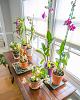 My orchids in bloom.-2018-02-akatsuka-orchid-haul-8992-jpg