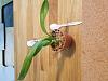 Olympic Orchids purchases-20180228_112824-jpg