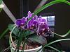 Phalaenopsis traderjoensis haha.-thumbnail-6-jpg