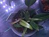 Two mini Bulbophyllums-img_4048-jpg