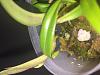 Two mini Bulbophyllums-img_4050-jpg