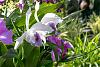 NY Botanical Garden Orchid Show!-nybg-orchid-2018-9848-jpg
