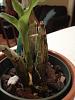 Is this Catasetum ready to be watered?-img_7533-jpg