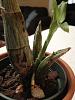 Is this Catasetum ready to be watered?-img_7534-jpg
