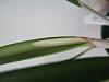 Flower spikes on Rhyncovola David Sander-dscf5977-jpg