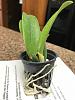Would you repot this cattleya now?-img_1411-jpg