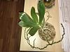 Why does my orchid produce nodes instead of buds?-0bde6a9b-9b9e-45de-8236-0dc0a1b2defb-jpg