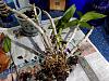 Need thoughts on potting my ancient den phal-20180318_162734-jpg