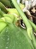 Why does my orchid produce nodes instead of buds?-39dfc9f3-ac45-4e8d-a7c7-7f191f7e36f4-jpg
