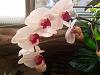 What is this phals name??-20180319_073219-jpg