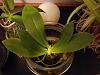 Phalaenopsis tetraspis-tetr-jpg