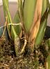 M. tenuifolia arrived-Next Steps?-img_7216-jpg