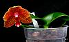 Phalaenopsis Yaphon Sir x Mituo Sun-orchids-phalaenopsis-yaphon-sir-mituo-sun-001-jpg