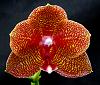 Phalaenopsis Yaphon Sir x Mituo Sun-orchids-phalaenopsis-yaphon-sir-mituo-sun-jpg