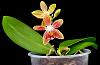 Phalaenopsis Younghome Lucky Star x Ambotrana-orchids-phalaenopsis-younghome-lucky-star-ambotrana-jpg