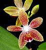 Phalaenopsis Younghome Lucky Star x Ambotrana-orchids-phalaenopsis-younghome-lucky-star-ambotrana-001-jpg