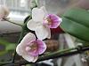 I was hoping for a keiki from my mini phalaenopsis-20180206_103512-jpg