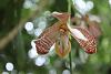Please help: unidentified orchid from India-namdaphaorchid19mar12_1323sm-jpg