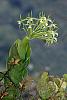 Orchid From Colombia-ov1a9440_filtered-jpg