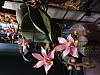 Phalaenopsis Alyos (schilleriana x finleyi)-img_8140-jpg