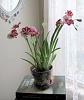 Why are Miltoniopsis (Pansey Orchid) not popular-orchid-miltoniopsis-2-spikes-jpg