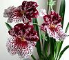 Why are Miltoniopsis (Pansey Orchid) not popular-miltoniopsis-close-jpg