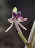 And Another Colombian Orchid-dsc02334_filtered-jpg