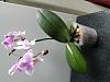 Phalaenopsis Schilleriana and other hybrids, are they minis?-20180410_151943-jpg