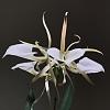 Brassavola nodosa grandiflora in bloom-5952e3b2-daf6-4f97-aa04-8543433f47c2-jpg