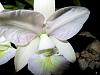 Cattleya nobilior var amaliae-catnob04182-jpg