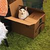 Cats in boxes-0fc47052-9237-4ecd-aca4-1b563a436619-jpg