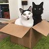 Cats in boxes-da90c550-2d19-4b5c-a3c0-ff780a2174d6-jpg