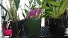 My setup/plants-orchids-008-jpg