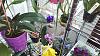 My setup/plants-orchids-011-jpg