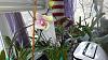 My setup/plants-orchids-014-jpg