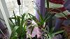 My setup/plants-orchids-018-jpg
