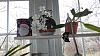 My setup/plants-orchids-020-jpg