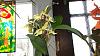 My setup/plants-orchids-021-jpg