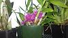 My setup/plants-orchids-024-jpg