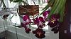 My setup/plants-orchids-025-jpg