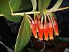 Macleania insignis flowers-thumbnail-4-jpg