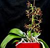 Phal mannii 'Black'-orchids-_-phalaenopsis-mannii-black-jpg