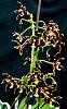 Phal mannii 'Black'-orchids-_-phalaenopsis-mannii-black-001-jpg