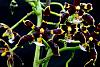 Phal mannii 'Black'-orchids-_-phalaenopsis-mannii-black-002-jpg