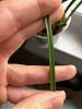 M. tenuifolia brown spots and dry tips-img_7694-jpg