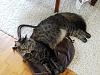 Into Leather? or 50 Shades of Tabby-20180501_153651-jpg