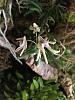 Drockrillia cucumerinum flowering-7809e334-3d5f-4185-904c-054ed91fd350-jpg