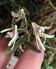 Drockrillia cucumerinum flowering-c4372026-105b-4b25-9142-9aeab8136032-jpg