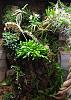 Drockrillia cucumerinum flowering-76733732-04c2-4753-8599-620da0d09803-jpg